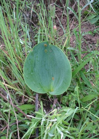 Eriospermum cooperi var. cooperi